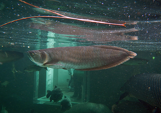 シルバー アロワナ 水族館の生き物たち情報 南米アマゾン川 公式 淡水魚水族館の栃木県なかがわ水遊園