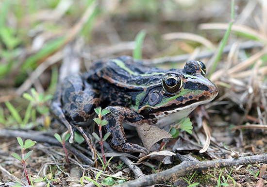 トウキョウダルマガエル-