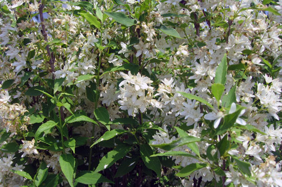 ウツギ 園内初夏の花 公式 淡水魚水族館の栃木県なかがわ水遊園
