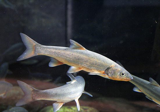 ウグイ水槽に手を入れてみよう！