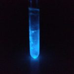ウミホタルの発光実験