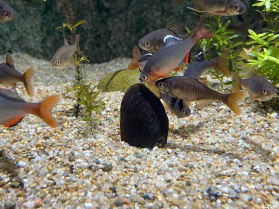 天然記念物ミヤコタナゴ 天然記念物ミヤコタナゴ